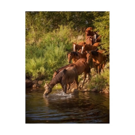 PHBurchett 'River Horses I' Canvas Art,35x47